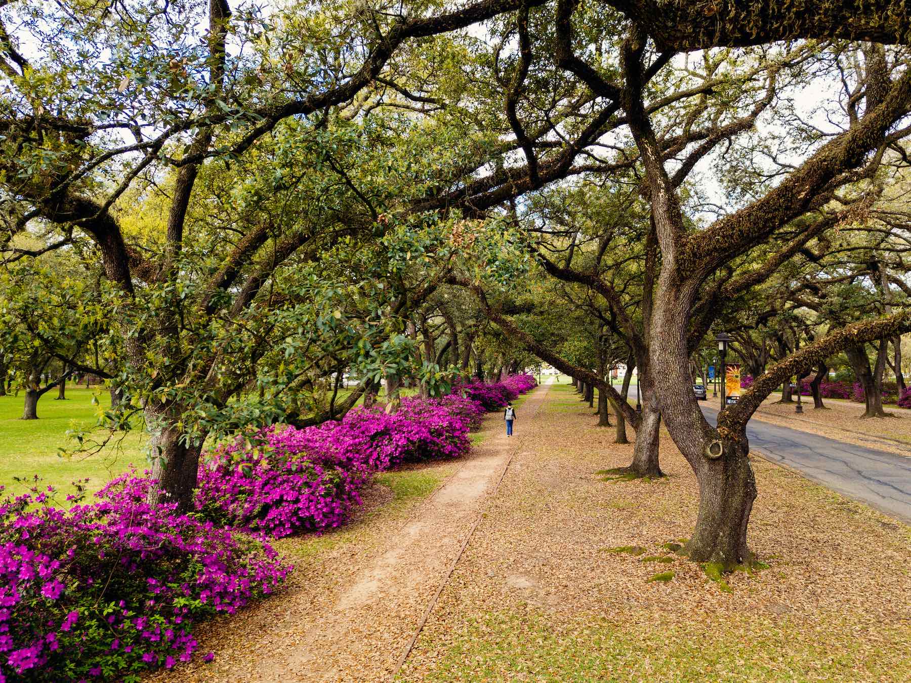 Azaleas at Rice 
