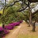 Azaleas at Rice